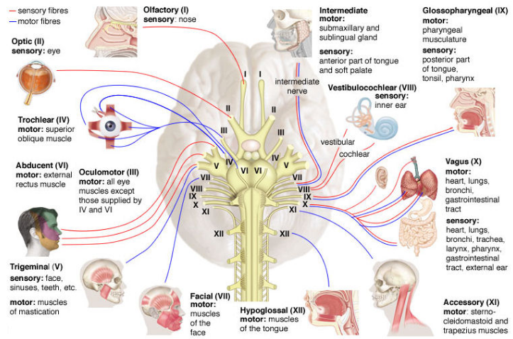 뇌신경(cranial nerve) 12쌍 정리 : 네이버 블로그