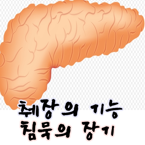 췌장의 기능 및 췌장 기능 좋아지는방법 꼭알자! : 네이버 블로그