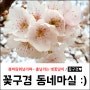 대전 아이와 벚꽃구경 :) 동네마실