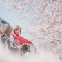 봄봄, 진해 벚꽃축제 경화역