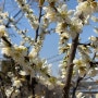 대청호 오백리길 산책, 대청호 뮤직페스티벌, 대전 2019 벚꽃축제