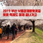 2019 부산 벚꽃축제를 기억하며 낙동강제방벚꽃길을 담다