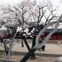 창경궁의 봄_벚꽃, 매화, 진달래, 개나리 피어 꽃대궐 이루다