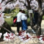 4월 5일~7일까지 열리는 경기도청 벚꽃축제 사진으로 둘러보아요.