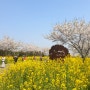 제주유채꽃축제 가시리 조랑말체험공원