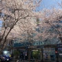 신림동 걷고싶은문화의거리 벚꽃구경
