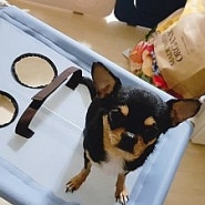스틸아트 펫크린으로 강아지 목욕/드라이까지 편리하게 해요!! ♥