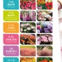 서귀포 상효원 꽃축제