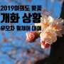 2019 여의도 벚꽃축제 개화 정보/유모차 휠체어 대여 정보/윤중로 벚꽃 축제