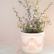 [sold out] Wedgwood Queensware Pink Planter