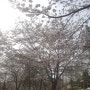 인천 굴포천 벚꽃길 자전거 (19년 4월 7일)