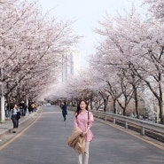 봄의 시작, 도림천 옆 벚꽃구경(桜, Cherry blossom🌸)