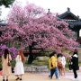 창덕궁의 봄_홍매화, 수양벚꽃 만나러 갔다가 온갖 봄꽃의 향연에 매료되다