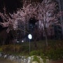 안산 벚꽃 봄이 오나봄