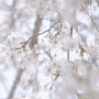 [SEL24105G] 언제나 4월은 벚꽃