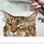 [고양이 이야기] 목욕 시키기 - 필수는 아니지만 필요할 때 알아둬야 할 것들