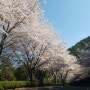 거제 벚꽃길 드라이브코스로 좋은 장승포해안도로/양지암장미공원