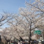 2019 여의도 벚꽃축제 서울구경 봄을 알리다.