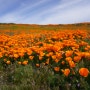 파피(Poppy) 꽃 천국 앤틸롭 밸리(Antelope Valley)