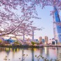 2019년 국내 벚꽃축제, 개화시기 알아보기