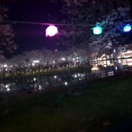 운천저수지 한밤의 벚꽃 구경
