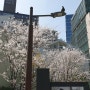 [201904] 서울의 봄 - 명동