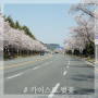 [대전 벚꽃 명소] 4월8일 카이스트 작은 벚꽃길 나들이