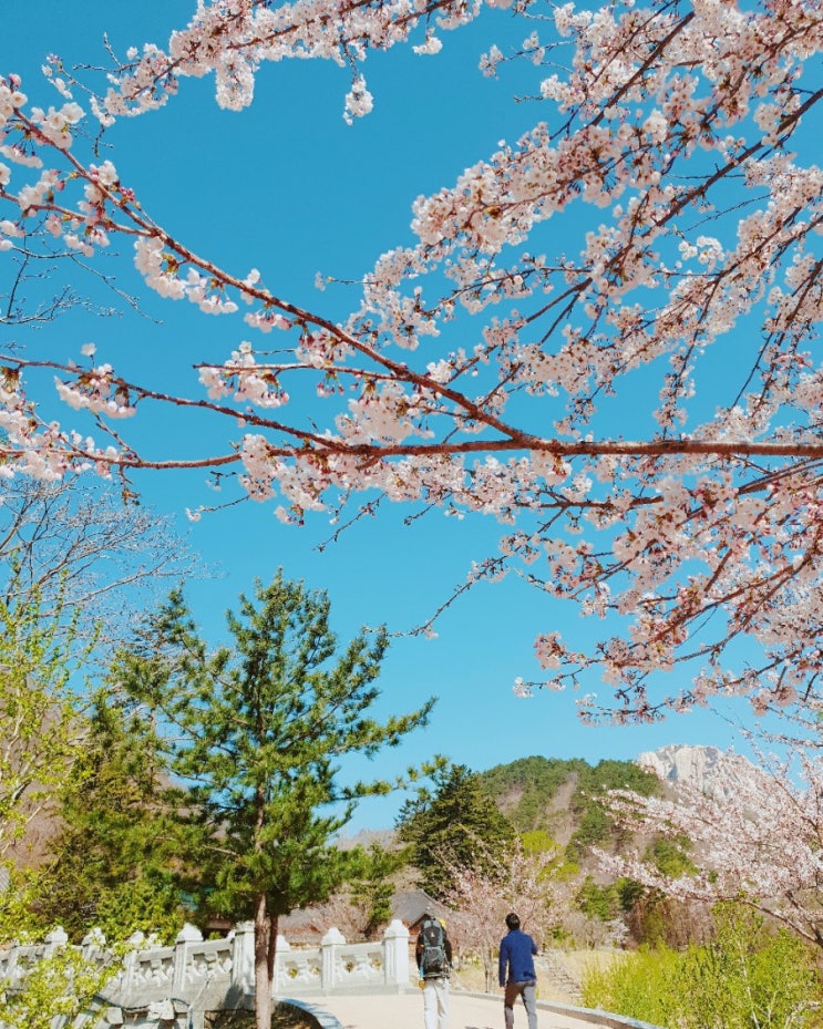 속초벚꽃축제 ! 켄싱턴스타호텔 숙박후기 (5성급호텔,숙소내부사진) : 네이버 블로그