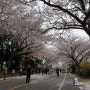 올해의 마지막 벚꽃놀이 제주 장전리 벚꽃길