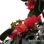 [충남서천여행] 서천 동백꽃 쭈꾸미축제 마량리 동백나무 숲
