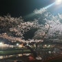 청주 무심천 밤 벚꽃