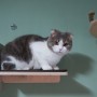 고양이 캣워커 캣스텝 :: 브리스캣 딱스텝 구매 및 사용 후기 :: 캣타워 캣브릿지 캣폴 발판 구름다리 벽선반