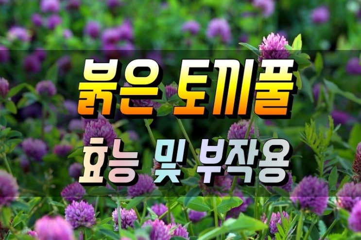 갱년기에 좋은 붉은 토끼풀(레드 크로버) 흰머리 예방, 노화방지 효능 및 섭취방법 : 네이버 블로그
