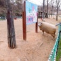 인천 남동구 논현동 늘솔길공원 양떼목장 먹이주기체험과 넓은공원 산책로