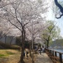 대전 벚꽃명소 꽃구경 나들이🌸