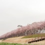 세바노의 안양천 벚꽃 산책길