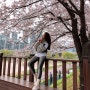 오목교 안양천 벚꽃