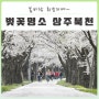 경북상주 벚꽃명소 북천시민공원 벚꽃엔딩