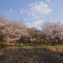 세종시 원수산 도램마을18단지 벚꽃풍경