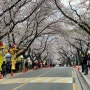 동학사 벚꽃구경, 대전 벚꽃축제, 공주 벚꽃축제