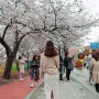 [여의도 윤중로 벚꽃길 데이트] 4월6일 개화