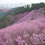 창원 천주산 진달래 산행 638m : 등산코스 천주봉 용지봉 (축제)