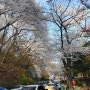 근교벚꽃 구경,망우리공동묘지쪽에서 용마산,아차산,워커힐 벚꽃축제,구룸위의 산책