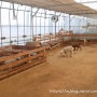 부천 나눔농장 동물농장 실내 실외 동물먹이주기와 다양한체험