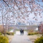 서울 벚꽃 201904