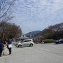 인천대공원 벚꽃 개화 상황