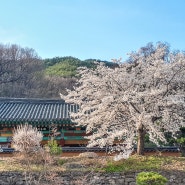 [예천벚꽃여행]용문사가는길