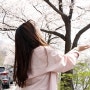 충주 벚꽃축제 ♪ :: 충주호 / 중앙탑막국수 / 카페 호수로1010