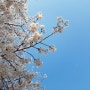 일산호수공원 벚꽃구경 : 왜 이제야 왔을까!