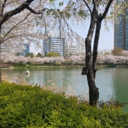 석촌 호수의 벚꽃 엔딩